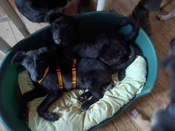 LUZIO -rundum tolles Hundekind-