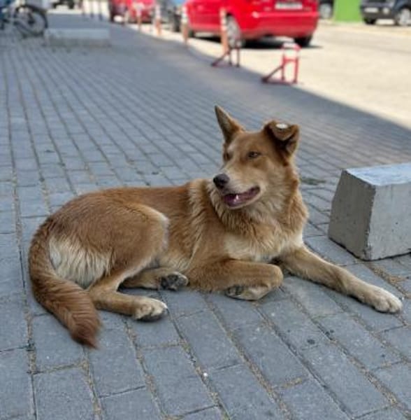 Rachel - verschmuste & aktive Hündin