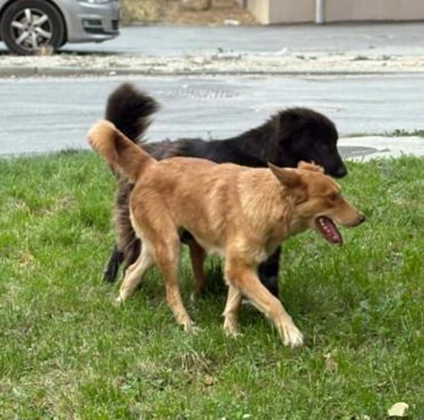 Rachel - verschmuste & aktive Hündin