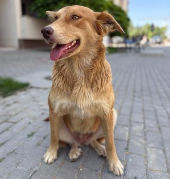 Rachel - verschmuste & aktive Hündin