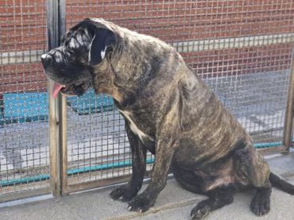 Paul, Pflegestelle in Hessen