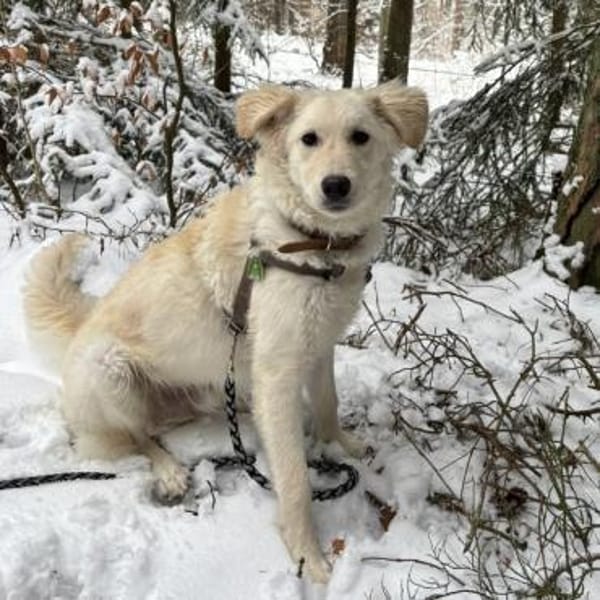 Dobby ein kleiner Sonnenschein