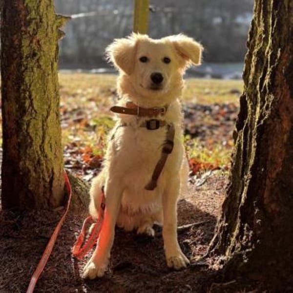 Dobby ein kleiner Sonnenschein