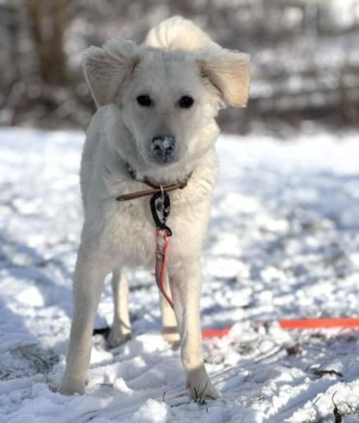Dobby ein kleiner Sonnenschein