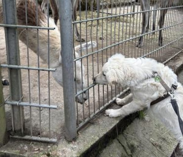 Dobby ein kleiner Sonnenschein