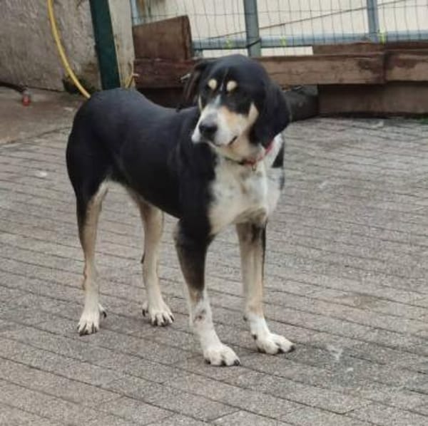 Kyro - fröhlich und aktiv