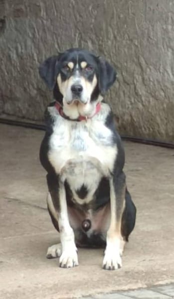 Kyro - fröhlich und aktiv