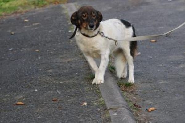 Jojola - zutraulich u. kinderlieb