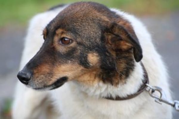 Jojola - zutraulich u. kinderlieb