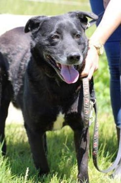 Shamejo - liebenswert u. angenehm