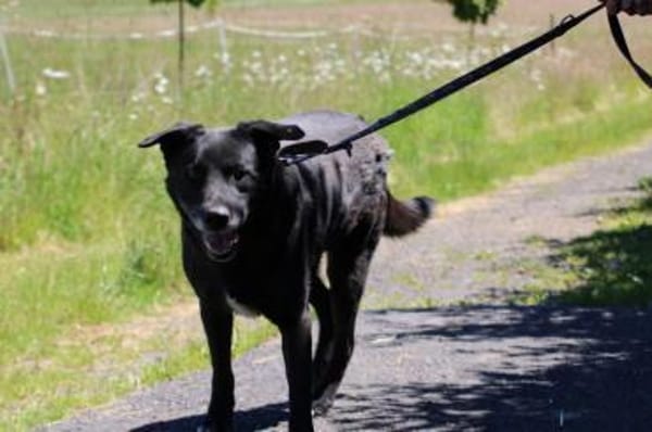 Shamejo - liebenswert u. angenehm