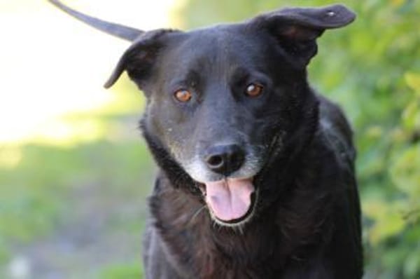 Shamejo - liebenswert u. angenehm