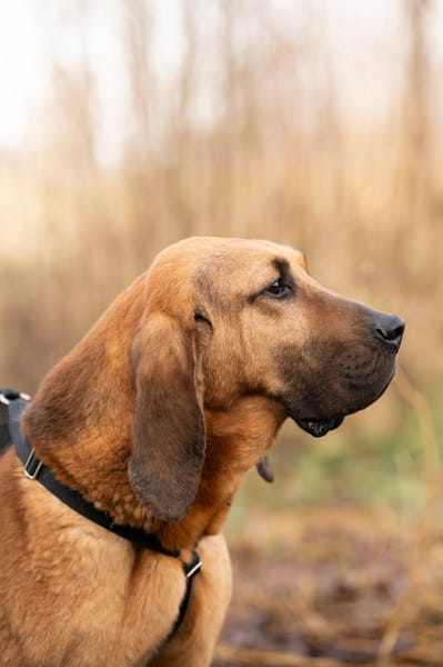 Billy ein sanfter Riese