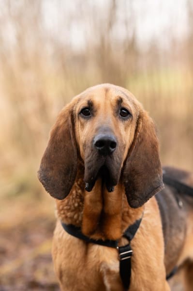 Billy ein sanfter Riese