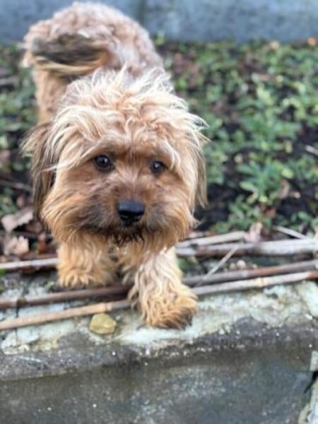 MORITZ * glücklicher Wuschel