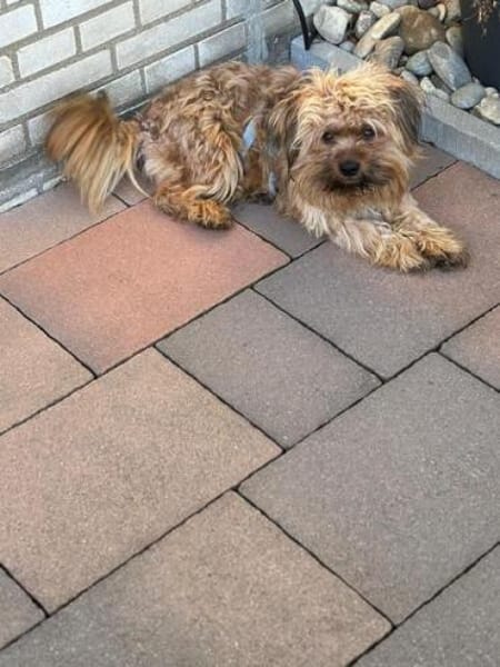 MORITZ * glücklicher Wuschel