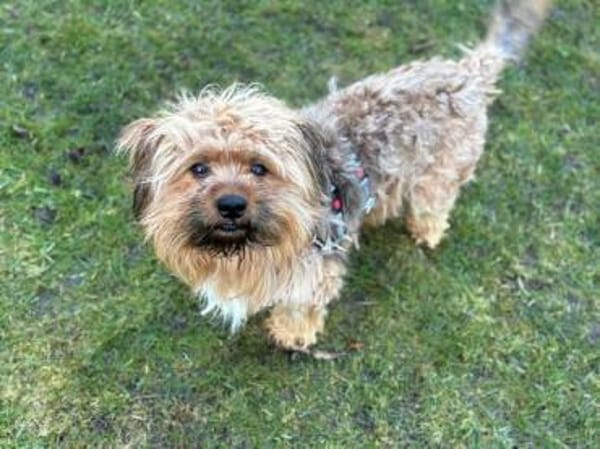 MORITZ * glücklicher Wuschel