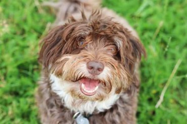 Mogli - klein aber oho!