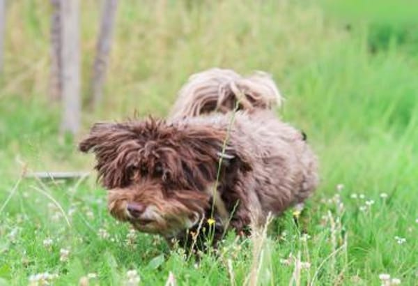 Mogli - klein aber oho!