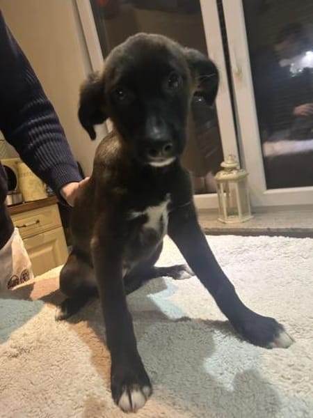 Welpenmädchen Amira