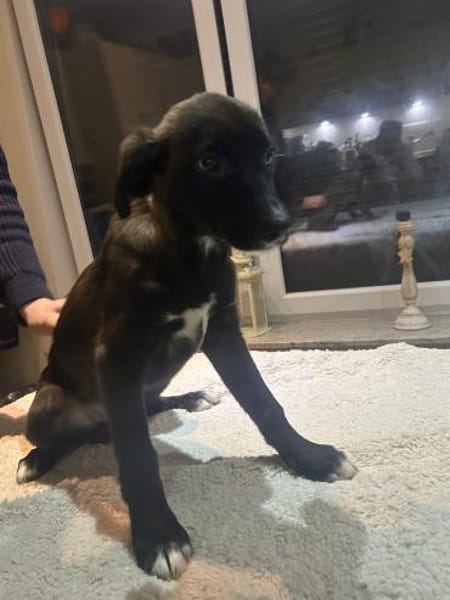 Welpenmädchen Amira