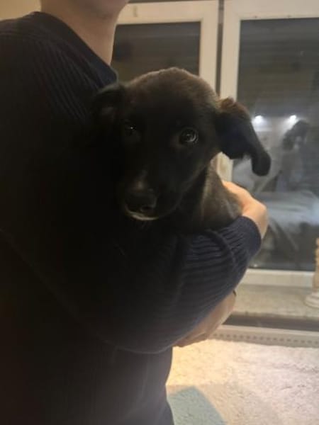 Welpenmädchen Amira