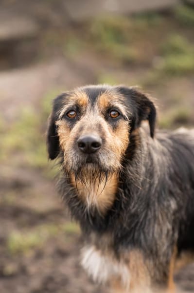 Vicky Griffon-Mix-Hündin