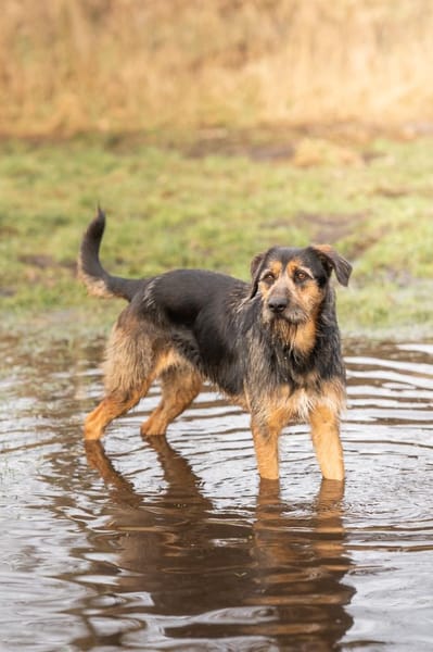 Vicky Griffon-Mix-Hündin