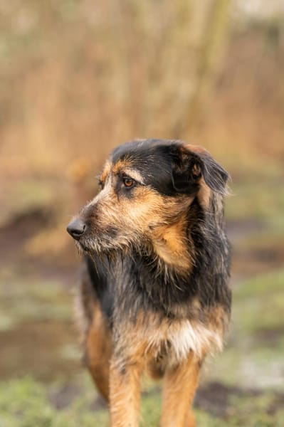 Vicky Griffon-Mix-Hündin