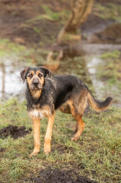 Vicky Griffon-Mix-Hündin