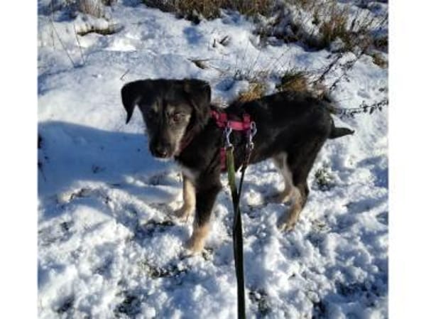 Jule - wartet in 29342 Wienhausen