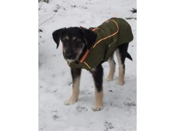 Jule - wartet in 29342 Wienhausen