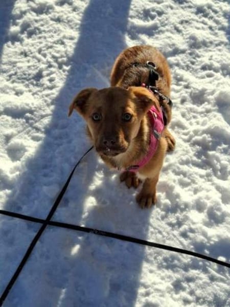 Welpenmädchen Libby auf PS in 91286