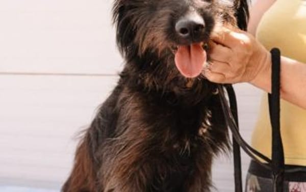 Moro sucht reizarmes Zuhause