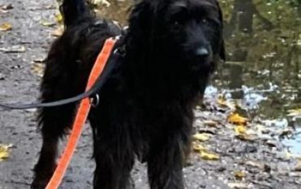 Moro sucht reizarmes Zuhause