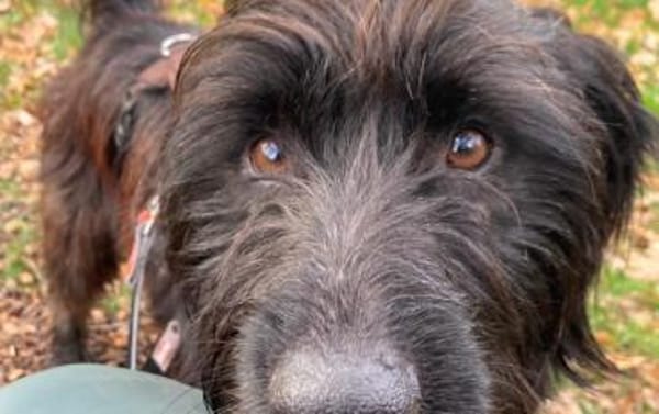 Moro sucht reizarmes Zuhause