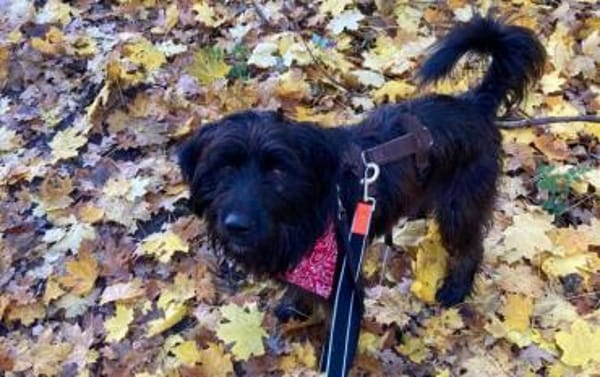 Moro sucht reizarmes Zuhause