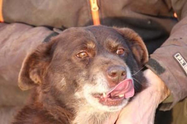 Brownie - sehr verschmust u. kinderlieb