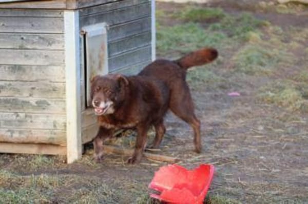 Brownie - sehr verschmust u. kinderlieb