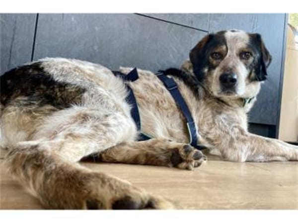 Milton - wartet in 91054 Erlangen