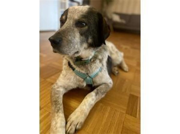 Milton - wartet in 91054 Erlangen