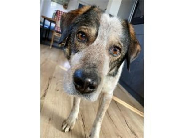 Milton - wartet in 91054 Erlangen