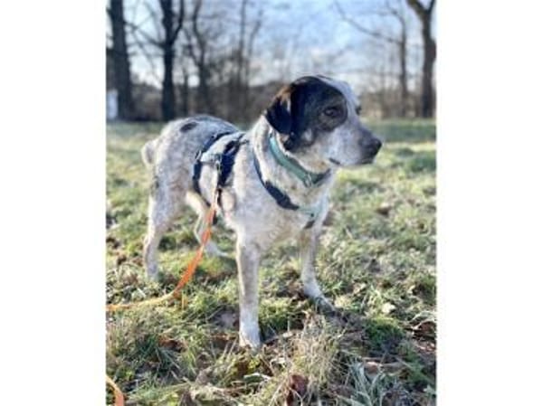 Milton - wartet in 91054 Erlangen