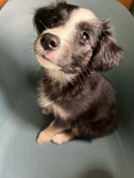 Lia sucht ihr Für-immer-Zuhause