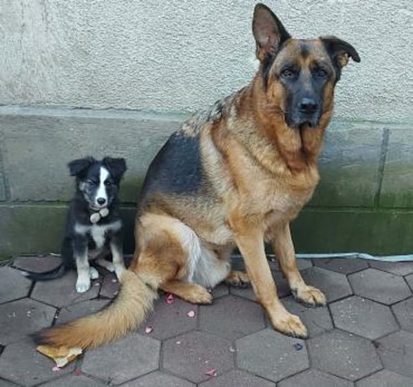 Lia sucht ihr Für-immer-Zuhause