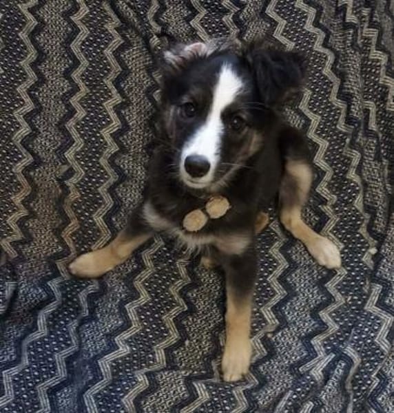 Lia sucht ihr Für-immer-Zuhause