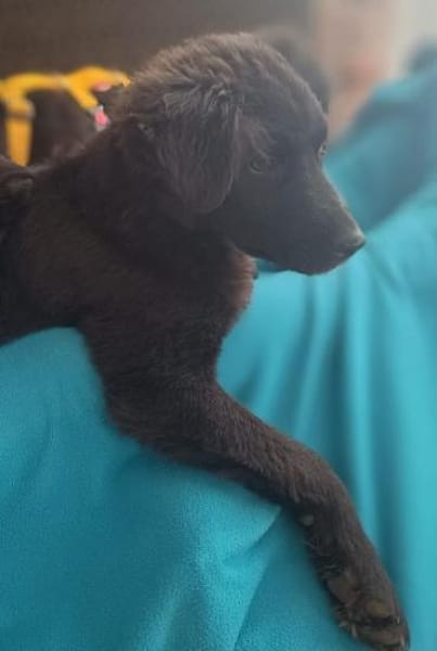 SPEKULATIUS -rundum tolles Hundekind-