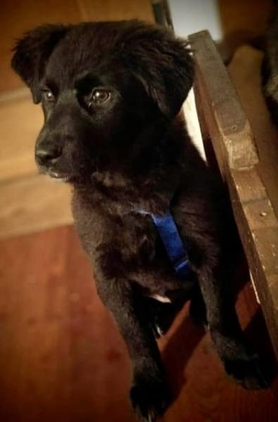 SPEKULATIUS -rundum tolles Hundekind-