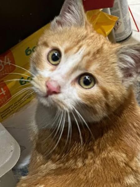 Kitte Diego sucht seinen Kuschelplatz