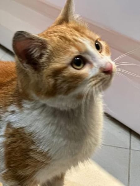 Kitte Diego sucht seinen Kuschelplatz